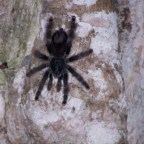 Peeing in the Extremes