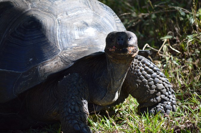 Giant Tortoise